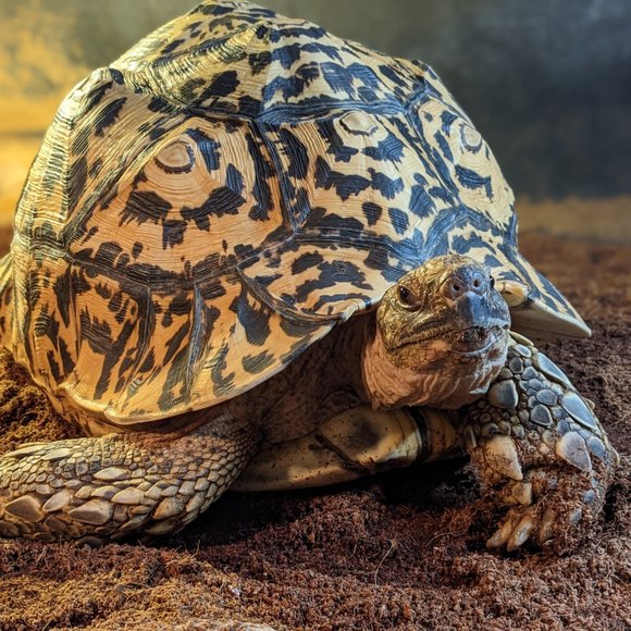 Meet your Posher, Lauren (and the Terri, and Tuga and...) - Picture 2 of 4